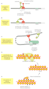 Figure 7-49. Five ways in which eucaryotic gene repressor proteins can operate.