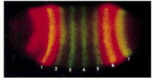 Figure 7-53. The seven stripes of the protein encoded by the even-skipped (eve) gene in a developing Drosophila embryo.