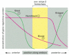 Figure 7-56. Distribution of the gene regulatory proteins responsible for ensuring that eve is expressed in stripe 2.