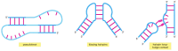 Figure 6-95. Examples of RNA tertiary interactions.