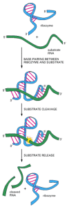 Figure 6-96. This simple RNA molecule catalyzes the cleavage of a second RNA at a specific site.