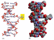 Figure 5-51. The recognition of an unusual nucleotide in DNA by base-flipping.