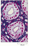 Figure 9-11. A stained tissue section.