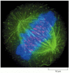 Figure 9-14. Multiple-fluorescent-probe microscopy.