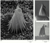 Figure 9-30. Scanning electron microscopy.