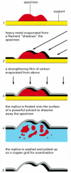 Figure 9-32. The preparation of a metal-shadowed replica of the surface of a specimen.