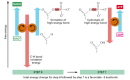 Figure 2-74. Schematic view of the coupled reactions that form NADH and ATP in steps 6 and 7 of glycolysis.