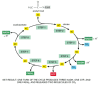 Figure 2-79. Simple overview of the citric acid cycle.