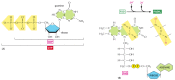 Figure 2-80. The structures of GTP and FADH2.