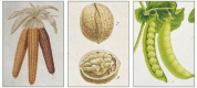 Figure 2-85. Some plant seeds that serve as important foods for humans.