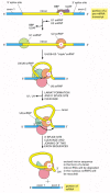 Figure 6-29. The RNA splicing mechanism.