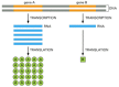 Figure 6-3. Genes can be expressed with different efficiencies.