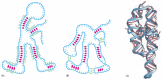 Figure 6-6. RNA can fold into specific structures.