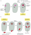 Figure 12-4. Hypothetical schemes for the evolutionary origins of some membrane-enclosed organelles.