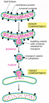 Figure 12-7. Vesicle budding and fusion during vesicular transport.