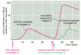 Figure 24-10. Primary and secondary antibody responses.