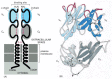 Figure 24-42. A T cell receptor heterodimer.