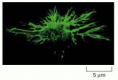 Figure 24-43. Immunofluorescence micrograph of a dendritic cell in culture.