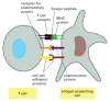 Figure 24-44. Three types of proteins on the surface of an antigen-presenting cell involved in activating a T cell.