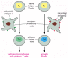 Figure 24-47. Differentiation of naïve helper T cells into either TH1 or TH2 effector helper cells in a peripheral lymphoid organ.