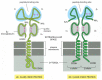 Figure 24-49. Class I and class II MHC proteins.