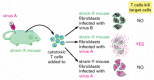 Figure 24-56. The classic experiment showing that an effector cytotoxic T cell recognizes some aspect of the surface of the host target cell in addition to a viral antigen.