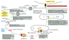 Figure 24-58. The processing of a viral protein for presentation to cytotoxic T cells.