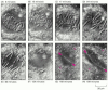 Figure 18-9. The course of mitosis in a plant cell.