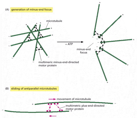 Figure 18-13. Two functions of multimeric motor proteins that are important for mitotic spindle assembly and function.