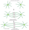 Figure 18-14. Separation of the two spindle poles in prophase in an animal cell.