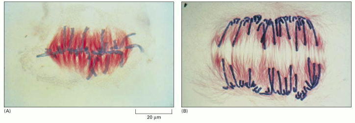 Figure 18-25. Chromatid separation at anaphase.