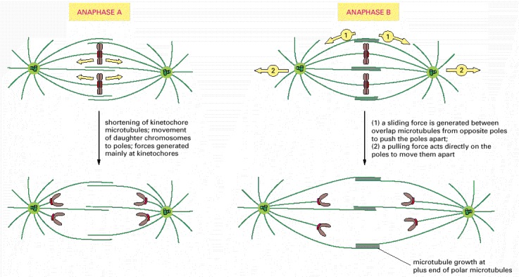 Figure 18-26. The major forces that separate daughter chromosomes at anaphase in mammalian cells.