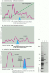 Figure 8-12. Protein purification by chromatography.