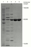 Figure 8-15. Analysis of protein samples by SDS polyacrylamide-gel electrophoresis.