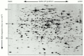 Figure 8-17. Two-dimensional polyacrylamide-gel electrophoresis.