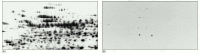 Figure 8-18. Western blotting.