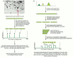 Figure 8-20. Mass-spectrometric approaches to identify proteins and sequence peptides.