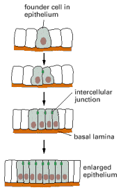 Figure 19-22. The simplest mechanism by which cells assemble to form a tissue.