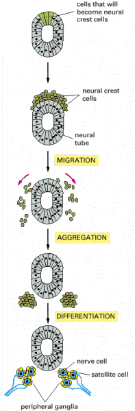 Figure 19-23. An example of a more complex mechanism by which cells assemble to form a tissue.