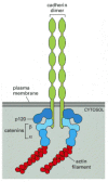 Figure 19-29. The linkage of classical cadherins to actin filaments.