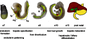 Figure 2. Time line of mouse liver development.