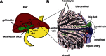 Figure 3. Cellular architecture of the liver.