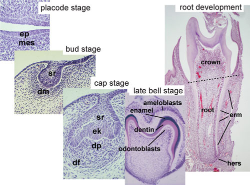 tooth histology