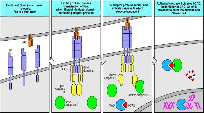 Figure 6.23. Binding of Fas ligand to Fas initiates the process of apoptosis.
