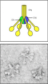 Figure 2.10. The first protein in the classical pathway of complement activation is C1, which is a complex of C1q, C1r, and C1s.