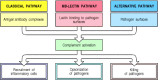 Figure 2.7. Schematic overview of the complement cascade.