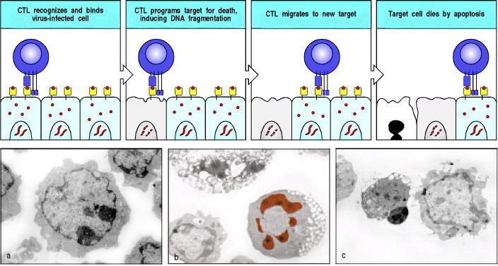 Figure 8.35. Cytotoxic CD8 T cells can induce apoptosis in target cells.