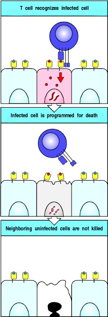 Figure 8.39. Cytotoxic T cells kill target cells bearing specific antigen while sparing neighboring uninfected cells.