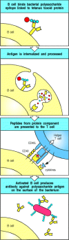 Figure 9.4. Protein antigens attached to polysaccharide antigens allow T cells to help polysaccharide-specific B cells.