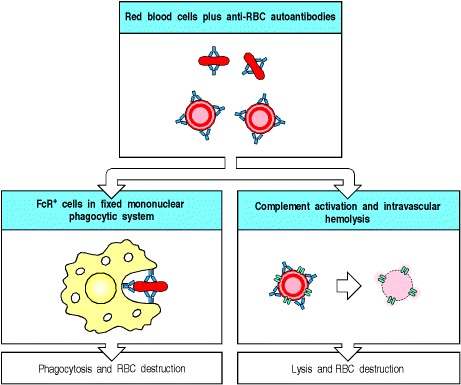 Figure 13.8. Antibodies specific for cell-surface antigens can destroy cells.